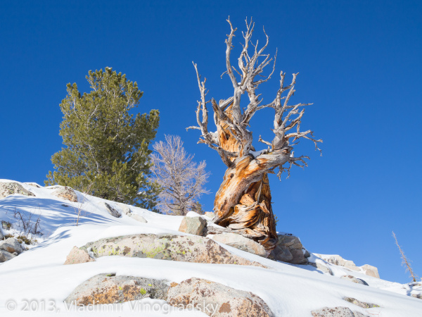 A twisted pine on the mountaintop