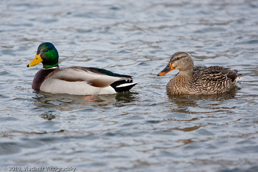 Two ducks